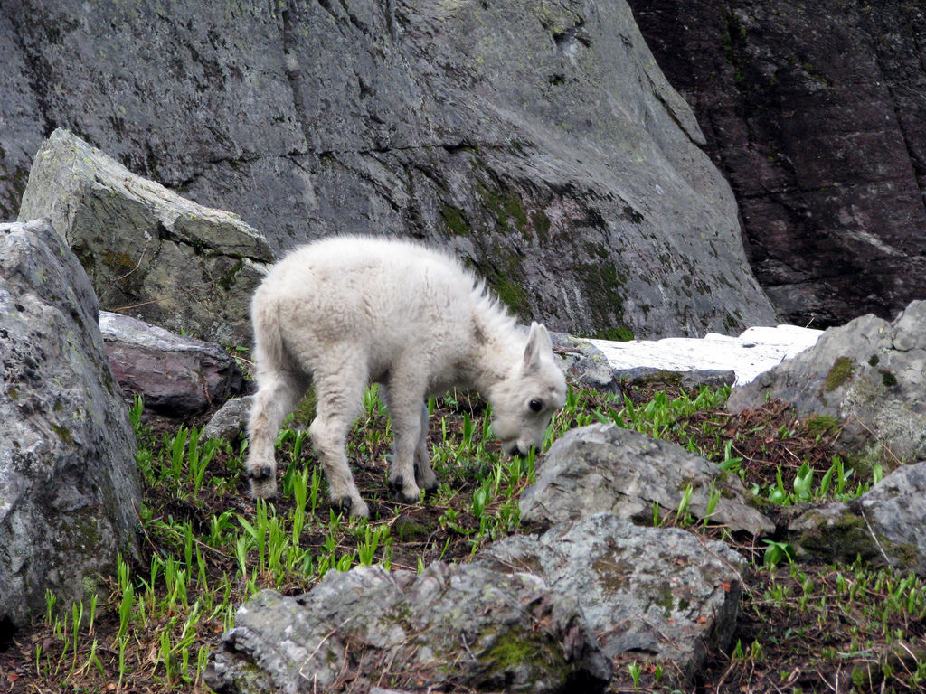 Baby mountain goat